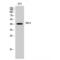 5-Hydroxytryptamine Receptor 4 antibody, LS-C386181, Lifespan Biosciences, Western Blot image 
