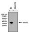 Quiescin Sulfhydryl Oxidase 1 antibody, MA1-014, Invitrogen Antibodies, Western Blot image 
