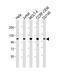 DNA repair and recombination protein RAD54B antibody, 61-179, ProSci, Western Blot image 
