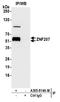 Zinc Finger Protein 207 antibody, A305-814A-M, Bethyl Labs, Immunoprecipitation image 