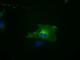 Mitotic checkpoint serine/threonine-protein kinase BUB1 beta antibody, NBP1-47680, Novus Biologicals, Immunofluorescence image 