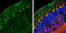 Nck-associated protein 1 antibody, GTX115481, GeneTex, Immunohistochemistry frozen image 