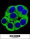 Olfactory Receptor Family 2 Subfamily T Member 3 antibody, 56-118, ProSci, Immunofluorescence image 