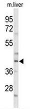 CCAAT/enhancer-binding protein alpha antibody, AP50847PU-N, Origene, Western Blot image 