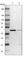 Cilia And Flagella Associated Protein 36 antibody, HPA008994, Atlas Antibodies, Western Blot image 