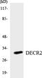 2,4-Dienoyl-CoA Reductase 2 antibody, LS-C291873, Lifespan Biosciences, Western Blot image 