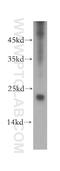 E3 ubiquitin-protein ligase RNF125 antibody, 13290-1-AP, Proteintech Group, Western Blot image 