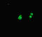 Heparan Sulfate 6-O-Sulfotransferase 1 antibody, LS-C678248, Lifespan Biosciences, Immunofluorescence image 
