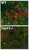 Transient Receptor Potential Cation Channel Subfamily V Member 1 antibody, 73-254, Antibodies Incorporated, Immunofluorescence image 