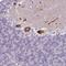 Proline/serine-rich coiled-coil protein 1 antibody, NBP2-13823, Novus Biologicals, Immunohistochemistry frozen image 