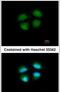 Mediator of RNA polymerase II transcription subunit 4 antibody, PA5-28847, Invitrogen Antibodies, Immunofluorescence image 