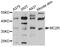 Melanocortin 2 Receptor antibody, MBS127675, MyBioSource, Western Blot image 