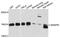 SNAP Associated Protein antibody, A10294, ABclonal Technology, Western Blot image 