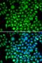  antibody, LS-C346093, Lifespan Biosciences, Immunofluorescence image 