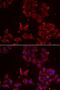 Methionine Sulfoxide Reductase A antibody, LS-C747569, Lifespan Biosciences, Immunofluorescence image 