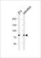 Myotubularin Related Protein 14 antibody, PA5-72211, Invitrogen Antibodies, Western Blot image 