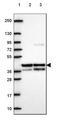 Hsp70-binding protein 1 antibody, HPA071444, Atlas Antibodies, Western Blot image 