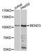 BEN Domain Containing 3 antibody, A10938, ABclonal Technology, Western Blot image 