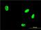 Histone-lysine N-methyltransferase EHMT1 antibody, H00079813-M05, Novus Biologicals, Immunocytochemistry image 