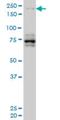 Helicase With Zinc Finger antibody, H00009931-M02, Novus Biologicals, Western Blot image 