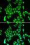 Iron Responsive Element Binding Protein 2 antibody, LS-C334675, Lifespan Biosciences, Immunofluorescence image 