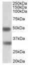 KIR antibody, orb12305, Biorbyt, Western Blot image 