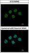 Negative elongation factor B antibody, GTX102043, GeneTex, Immunocytochemistry image 