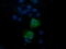 Trafficking Protein Particle Complex 4 antibody, M11629, Boster Biological Technology, Immunofluorescence image 