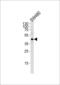 DnaJ Heat Shock Protein Family (Hsp40) Member B11 antibody, 56-544, ProSci, Western Blot image 