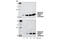 Ribosomal Protein S6 antibody, 2211S, Cell Signaling Technology, Western Blot image 