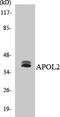 Apolipoprotein L2 antibody, LS-C200137, Lifespan Biosciences, Western Blot image 