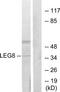 Galectin 8 antibody, TA314153, Origene, Western Blot image 