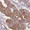 Cytochrome C Oxidase Subunit 7B antibody, HPA058041, Atlas Antibodies, Immunohistochemistry frozen image 