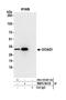 OCIA domain-containing protein 1 antibody, NBP2-59118, Novus Biologicals, Western Blot image 