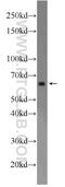 Centrosomal Protein 57 Like 1 antibody, 24957-1-AP, Proteintech Group, Western Blot image 