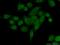 Denticleless protein homolog antibody, 12896-1-AP, Proteintech Group, Immunofluorescence image 
