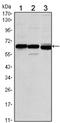 Estrogen Receptor 1 antibody, AM06510SU-N, Origene, Western Blot image 