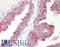 Solute Carrier Family 45 Member 3 antibody, LS-B309, Lifespan Biosciences, Immunohistochemistry frozen image 