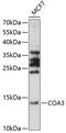 Cytochrome C Oxidase Assembly Factor 3 antibody, 15-616, ProSci, Western Blot image 