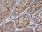 Secretory Carrier Membrane Protein 2 antibody, LS-C788393, Lifespan Biosciences, Immunohistochemistry frozen image 