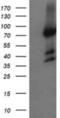 Host cell factor 2 antibody, NBP2-45733, Novus Biologicals, Western Blot image 