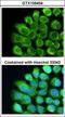 Complement C2 antibody, GTX105404, GeneTex, Immunofluorescence image 
