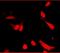 Adiponectin, C1Q And Collagen Domain Containing antibody, orb10048, Biorbyt, Immunofluorescence image 