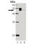 Neutrophil Cytosolic Factor 1 antibody, ADI-OSA-550-0200, Enzo Life Sciences, Western Blot image 