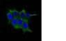 Ornithine Decarboxylase 1 antibody, NBP2-44732, Novus Biologicals, Immunofluorescence image 