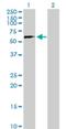 Zinc Finger Protein 280B antibody, H00140883-B01P, Novus Biologicals, Western Blot image 