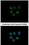 Lysine Demethylase 6A antibody, PA5-31828, Invitrogen Antibodies, Immunofluorescence image 