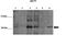 Akt antibody, 31-052, ProSci, Western Blot image 