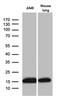 Ribosomal Protein L27 antibody, MA5-27374, Invitrogen Antibodies, Western Blot image 