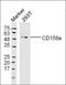 Killer cell immunoglobulin-like receptor 3DL1 antibody, orb317573, Biorbyt, Western Blot image 